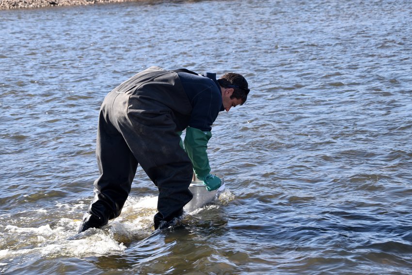 Jordan Parman is gathering the macroinvertebrate from the South Platte River for testing the water quality.